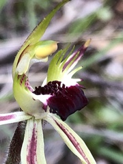 Caladenia parva