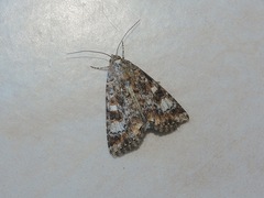 Heliothis punctifera
