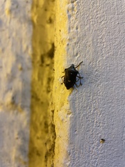 Pinthaeus sanguinipes