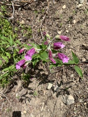 Nothochelone nemorosa