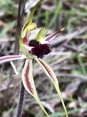Caladenia parva