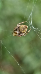 Eriovixia