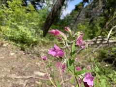 Nothochelone nemorosa