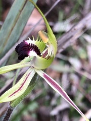 Caladenia parva