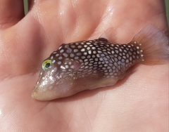 Canthigaster jactator