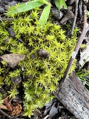 Pseudocrossidium crinitum