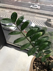 Zamioculcas