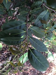 Diospyros fasciculosa