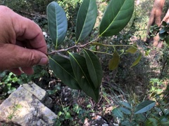 Diospyros fasciculosa