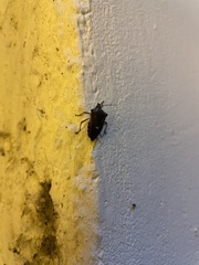 Pinthaeus sanguinipes