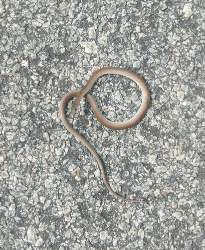 Photo of a Calamaria Reed Snake (Liopeltis calamaria)