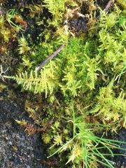 Thuidiopsis sparsa