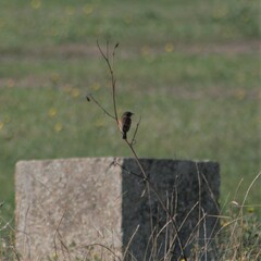 Saxicola rubicola