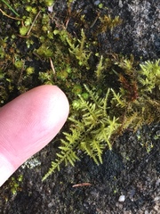 Thuidiopsis sparsa