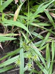 Cyperus croceus