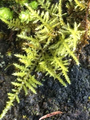 Thuidiopsis sparsa