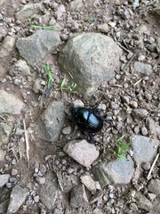 Geotrupes stercorarius