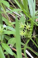 Cyperus croceus