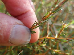 Coprosma acerosa
