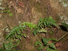 Asplenium adiantum-nigrum adiantum-nigrum