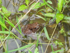 Lucilia bufonivora