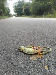 Chamaeleo zeylanicus