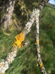 Polycauliona polycarpa