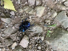 Geotrupes stercorarius