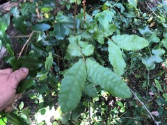 Alectryon tomentosus