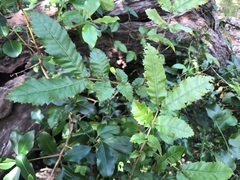 Alectryon tomentosus