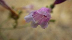 Penstemon richardsonii