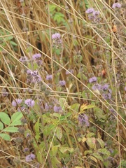 Mentha pulegium