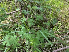 Geranium gardneri