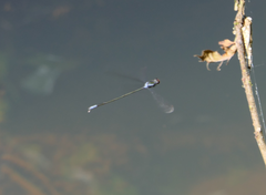 Pseudagrion ignifer