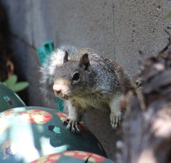 Otospermophilus variegatus