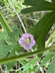 Geranium gardneri
