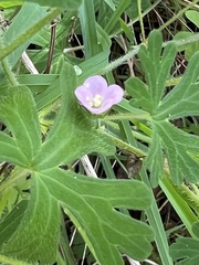 Geranium gardneri