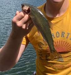 Oncorhynchus clarkii