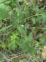 Geranium gardneri