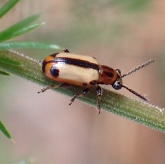 Crioceris paracenthesis