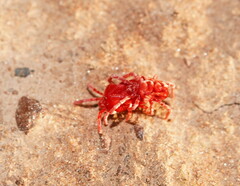 Trombidioidea