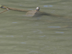 Graptemys ouachitensis