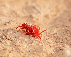 Trombidioidea