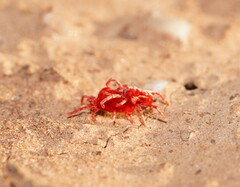 Trombidioidea