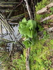 Veratrum