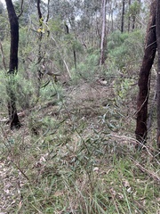 Acacia verniciflua