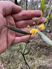 Acacia verniciflua