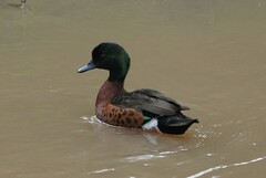 Anas castanea