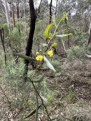 Acacia verniciflua