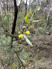 Acacia verniciflua